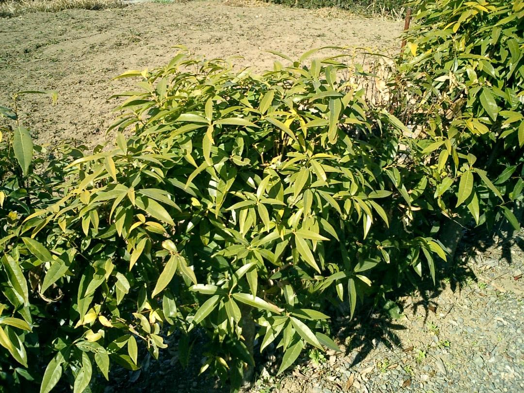 限定色 美品 カシオ EXILIM EX-S2 コンデジ クレードル RED 赤