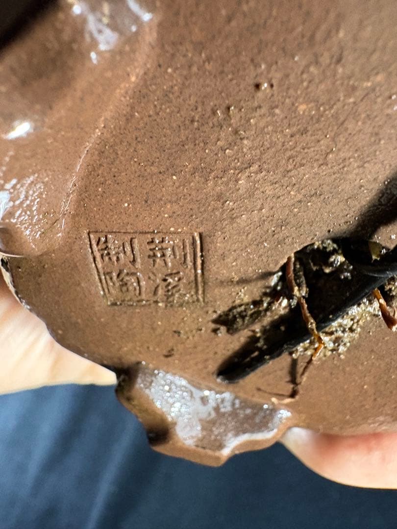 貴風盆栽、赤石五葉松、根上がり 懸崖作り、実生40年強 medabon