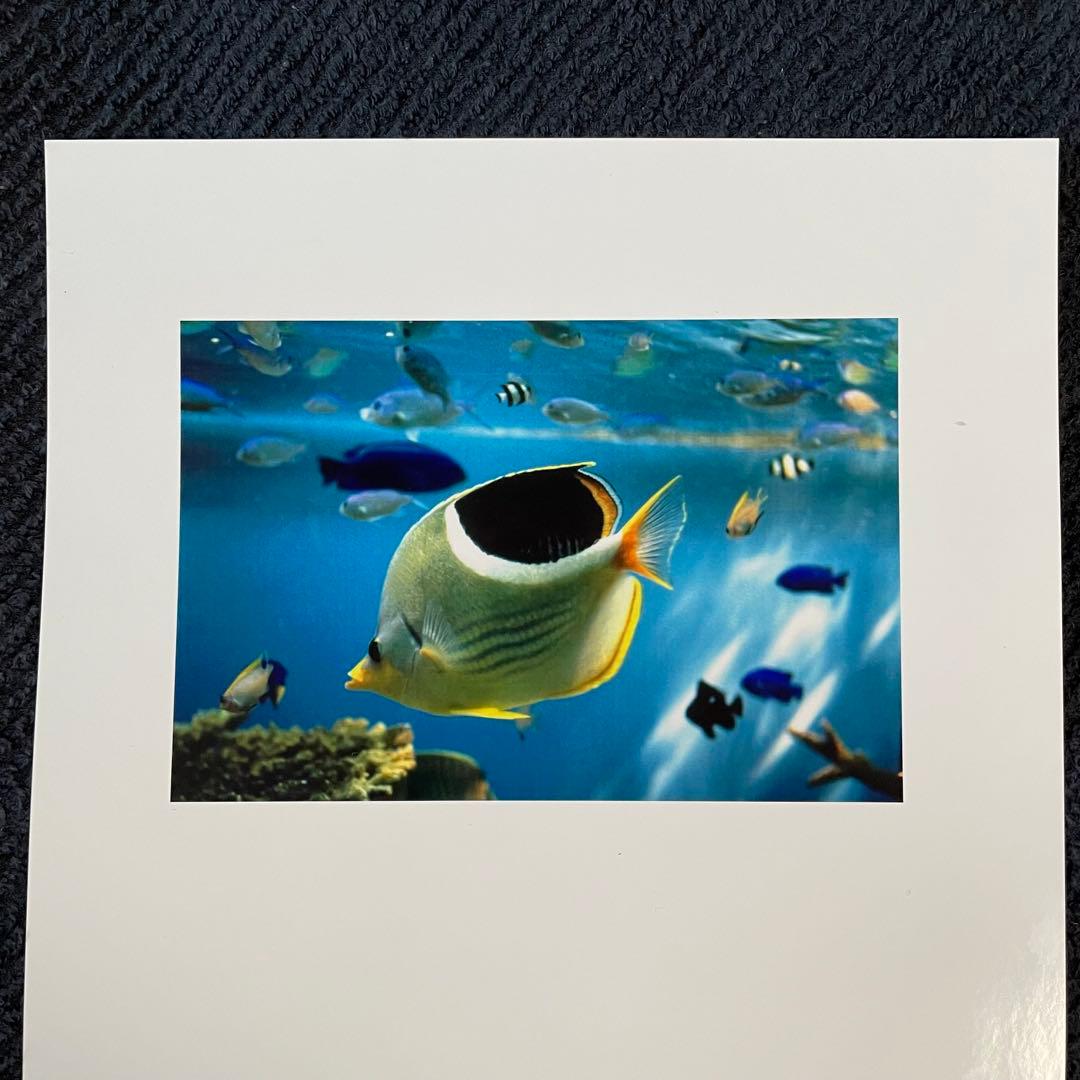 【動作確認済】MD-5500・昇華スタータキット