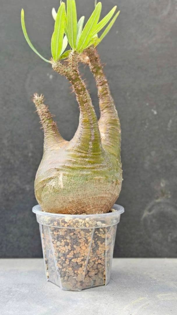 パキポディウム・グラキリス④