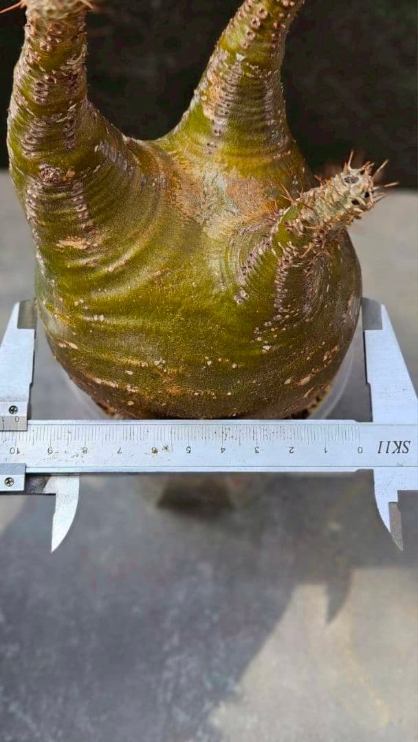 パキポディウム・グラキリス④