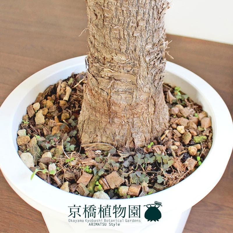 【現品】ユッカ・フィリフェラ　古木　10号（1）