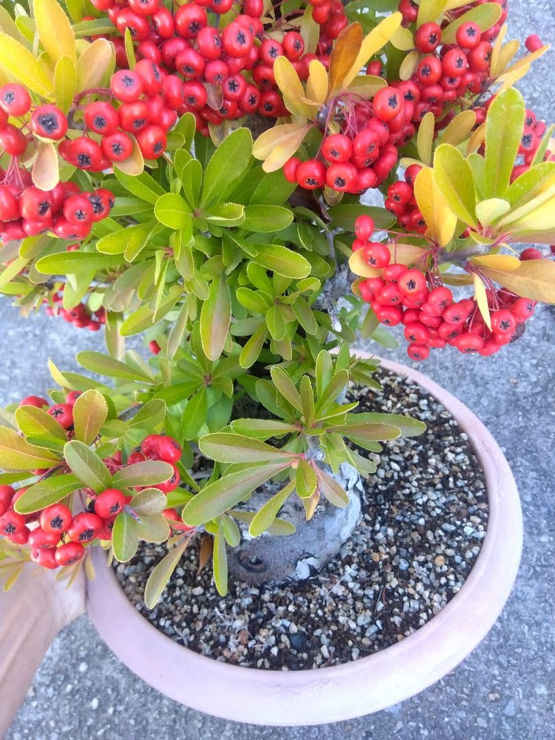 ピラカンサ　盆栽　10号鉢つき　特大❗　③