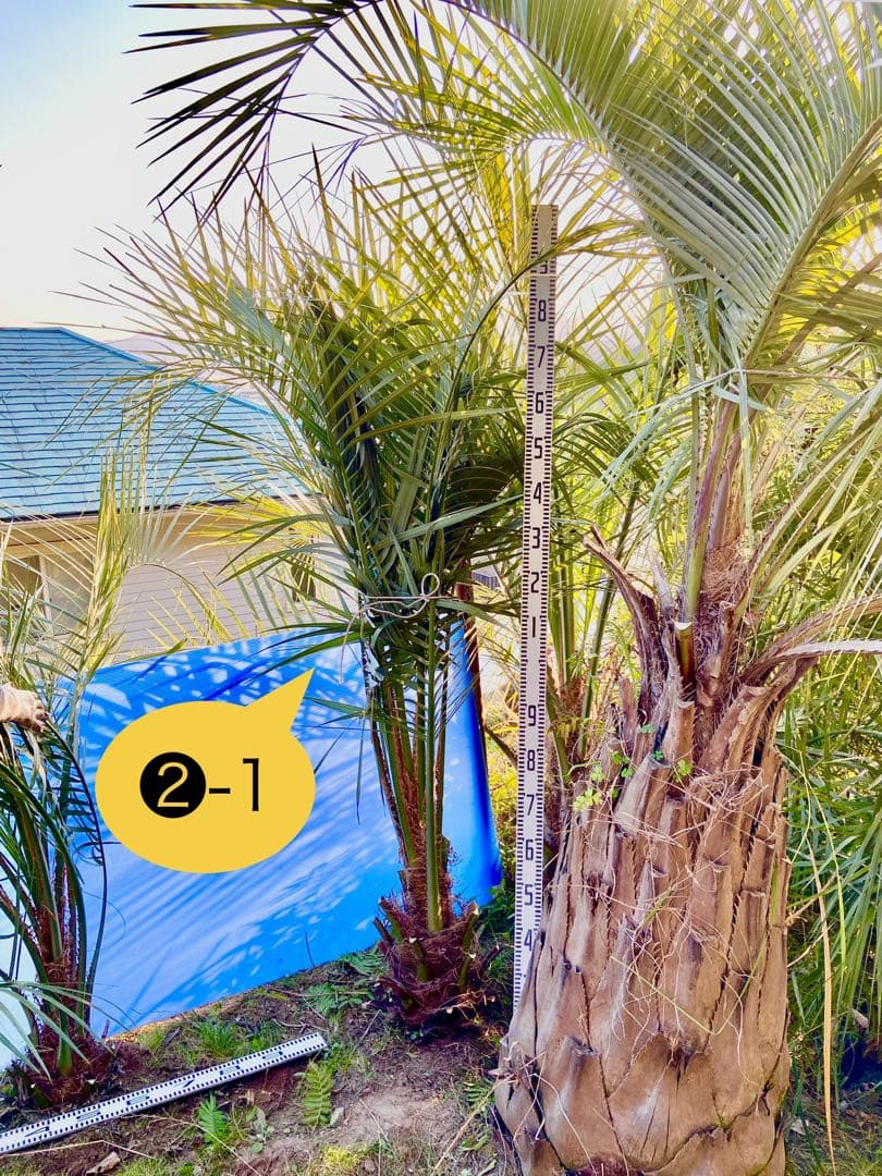 ❷-1 ココスヤシ　超耐寒性
