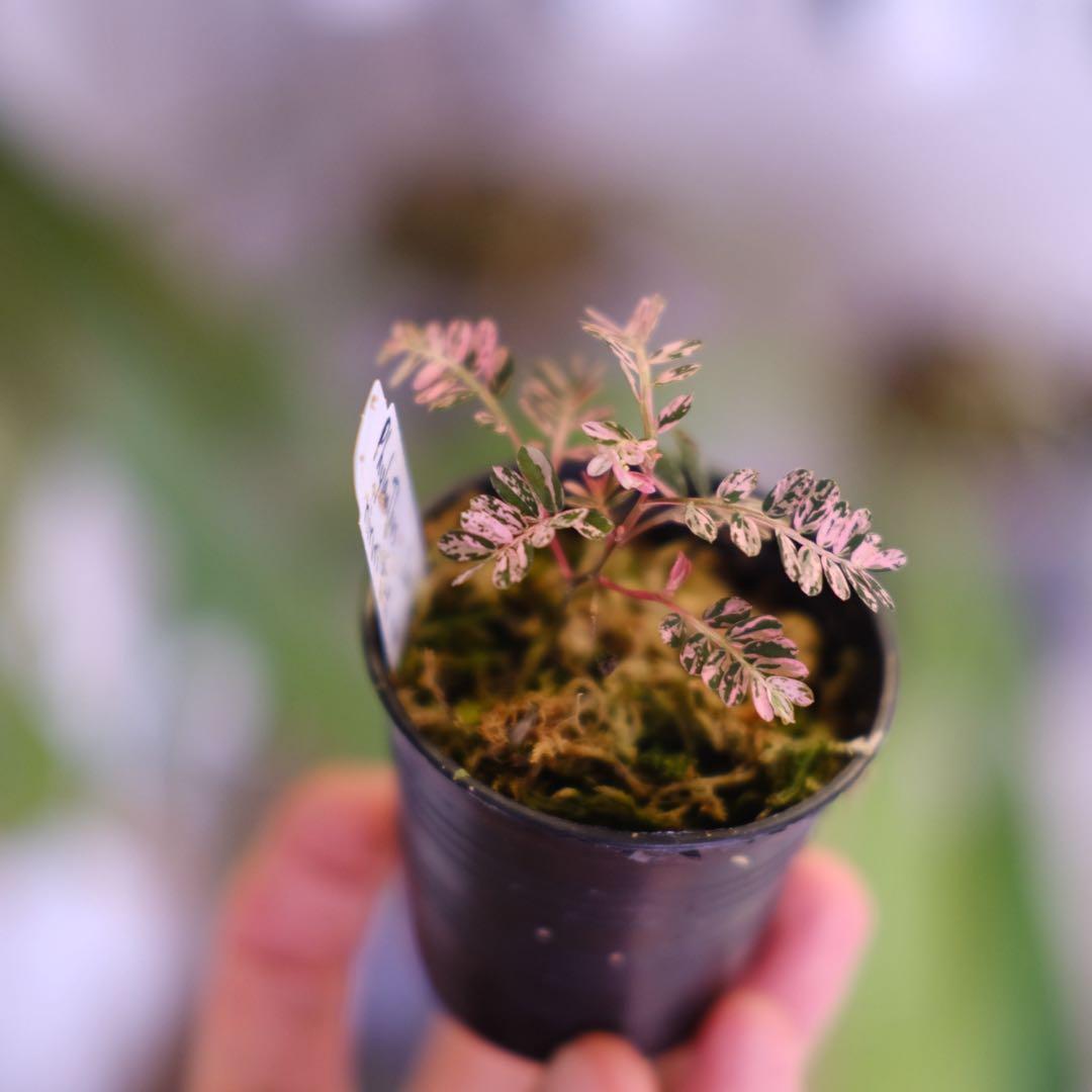 Phyllanthus urinaria Pink｜フィランサス・ウリナリア③