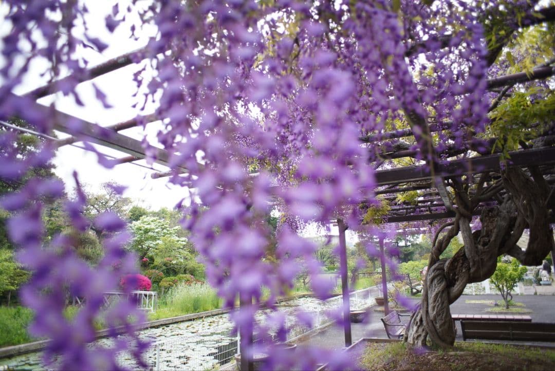 【良品】PENTAX S-M-C タクマー 24mm f3.5 初期保証付