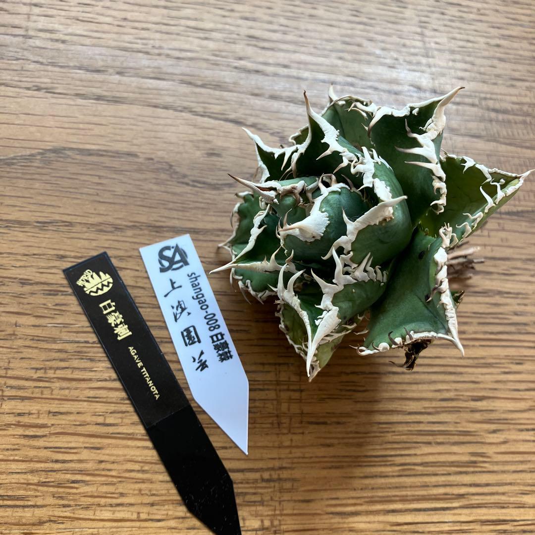 14 選抜　サイズ大　子株2株付 アガべ　白豪刺TC