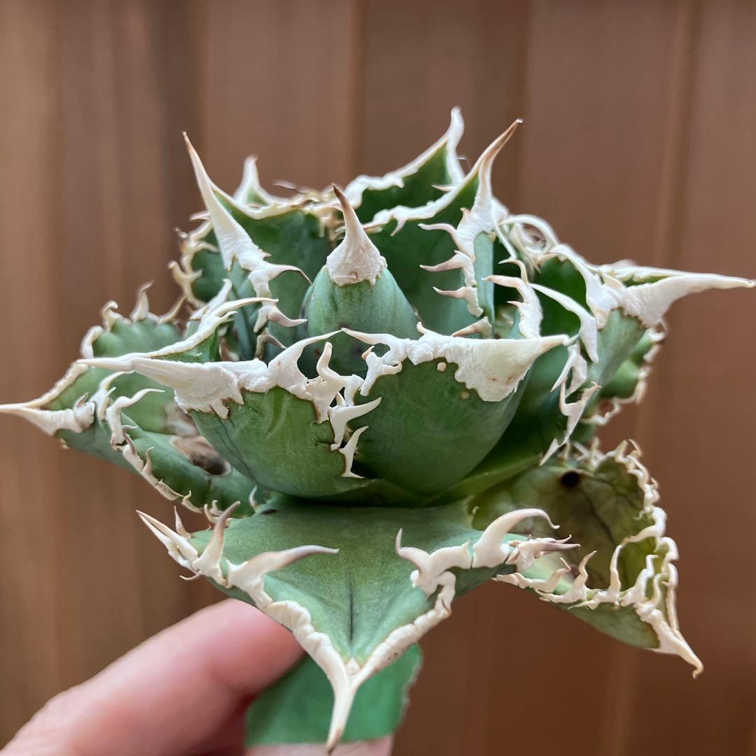 14 選抜　サイズ大　子株2株付 アガべ　白豪刺TC