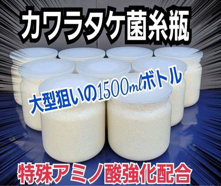 極上！カワラタケ菌糸瓶【6本】特殊アミノ酸強化配合！タランドゥス・オウゴンオニに