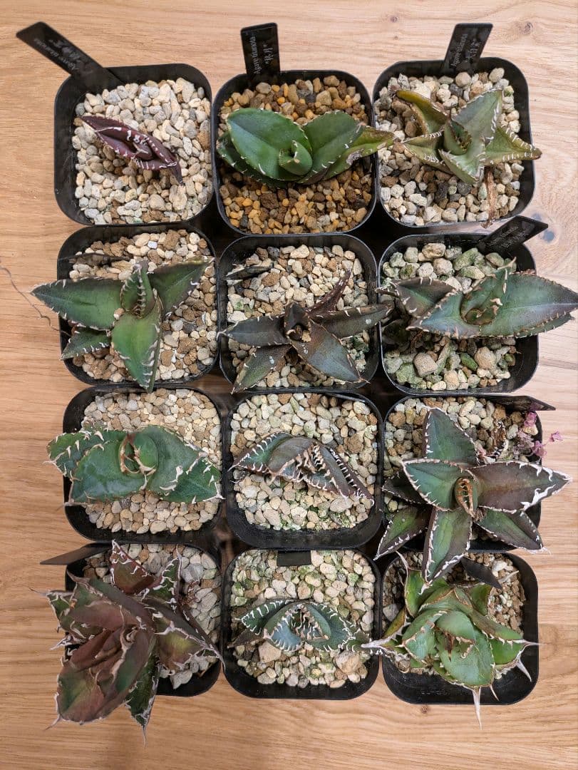 【鉢ごと発送】人気のチタノタ12種セット【ネームタグ付】