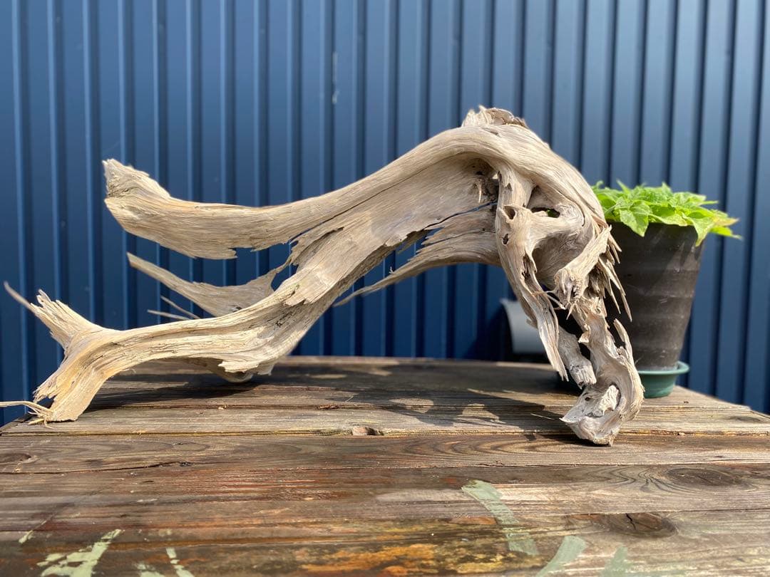 特大 良型 流木 A801 ホーンウッド