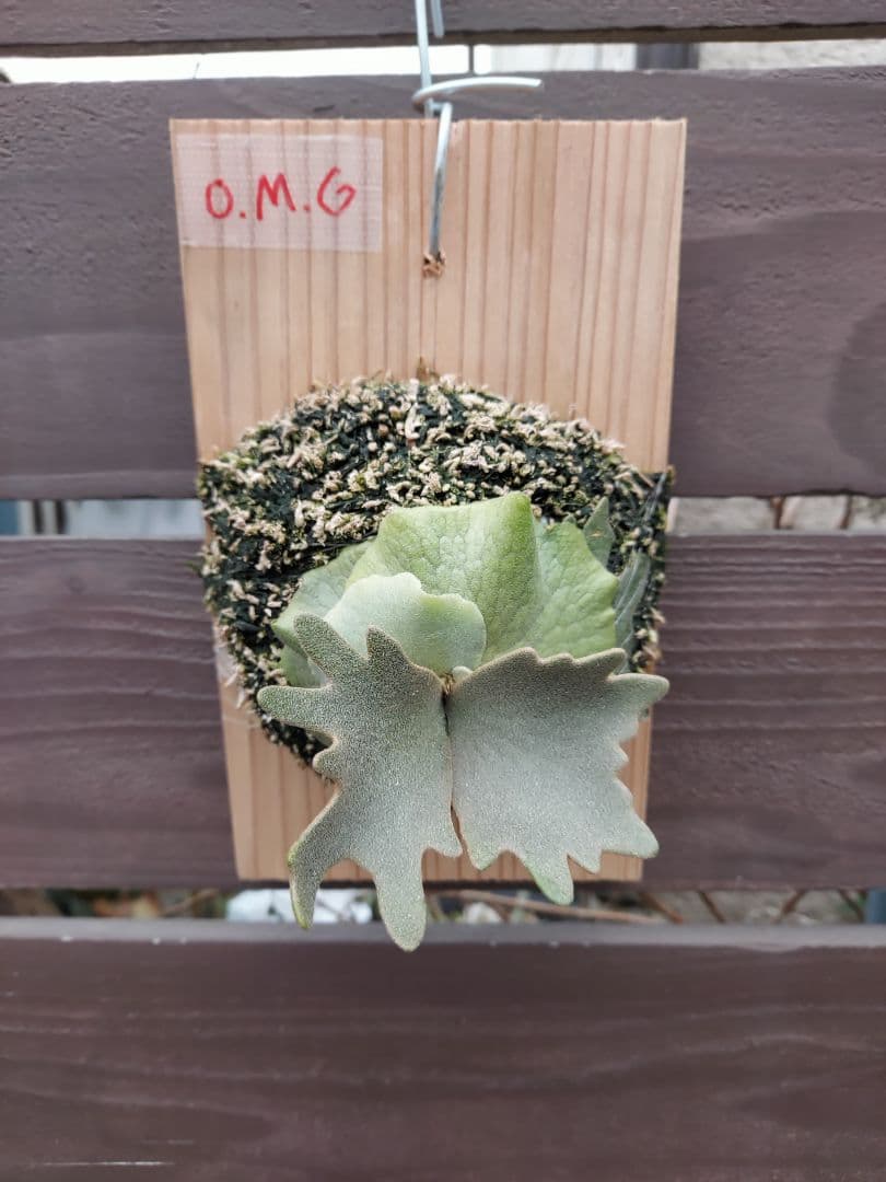 選抜　willinckii dwarf OMG　胞子培養　ビカクシダ