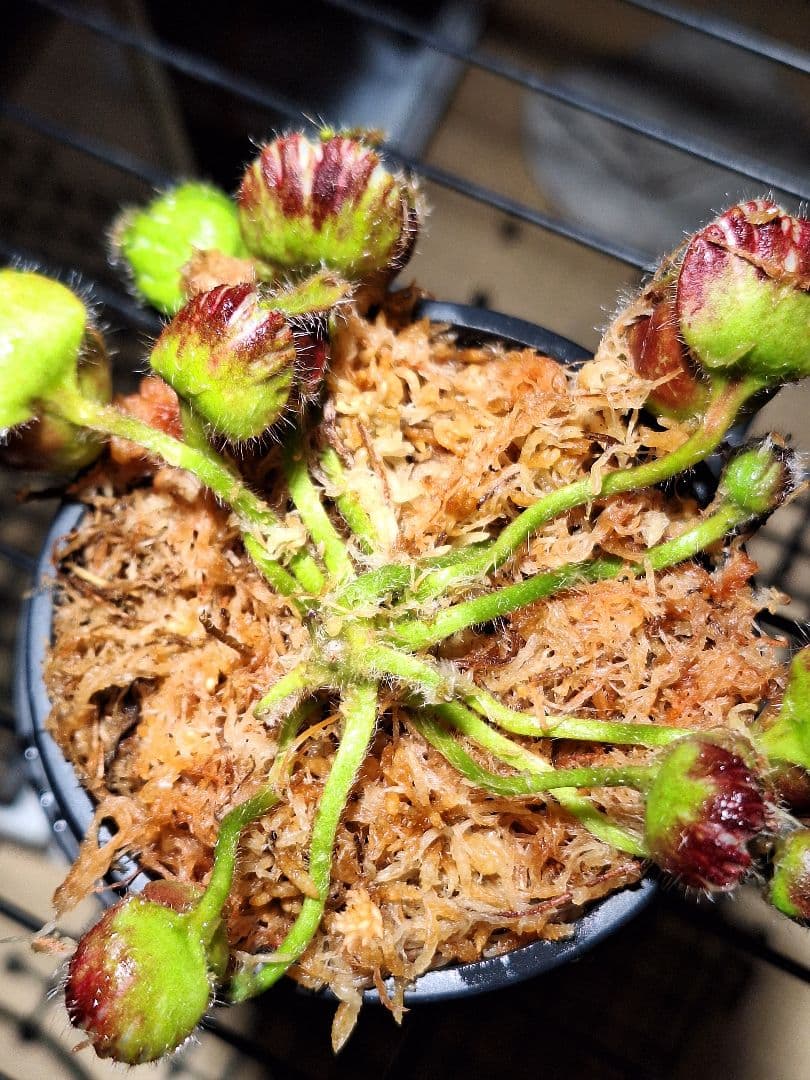 cephalotus follicularis 恵比寿 セファロタス
