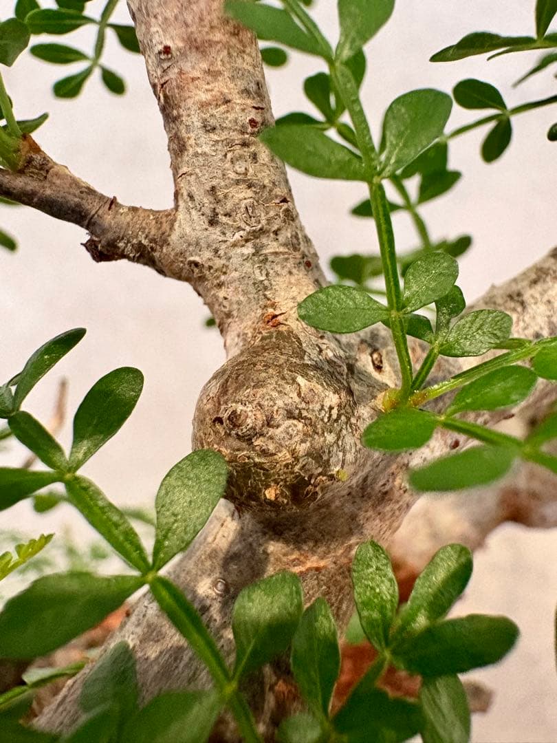 【まんまるパキプス】発根済み　オペルクリカリア　パキプス