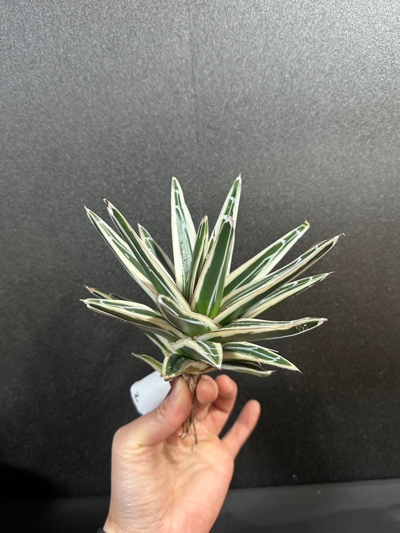 大特価【氷山　親株　完成苗⭐︎】　（アガべ　笹の雪）