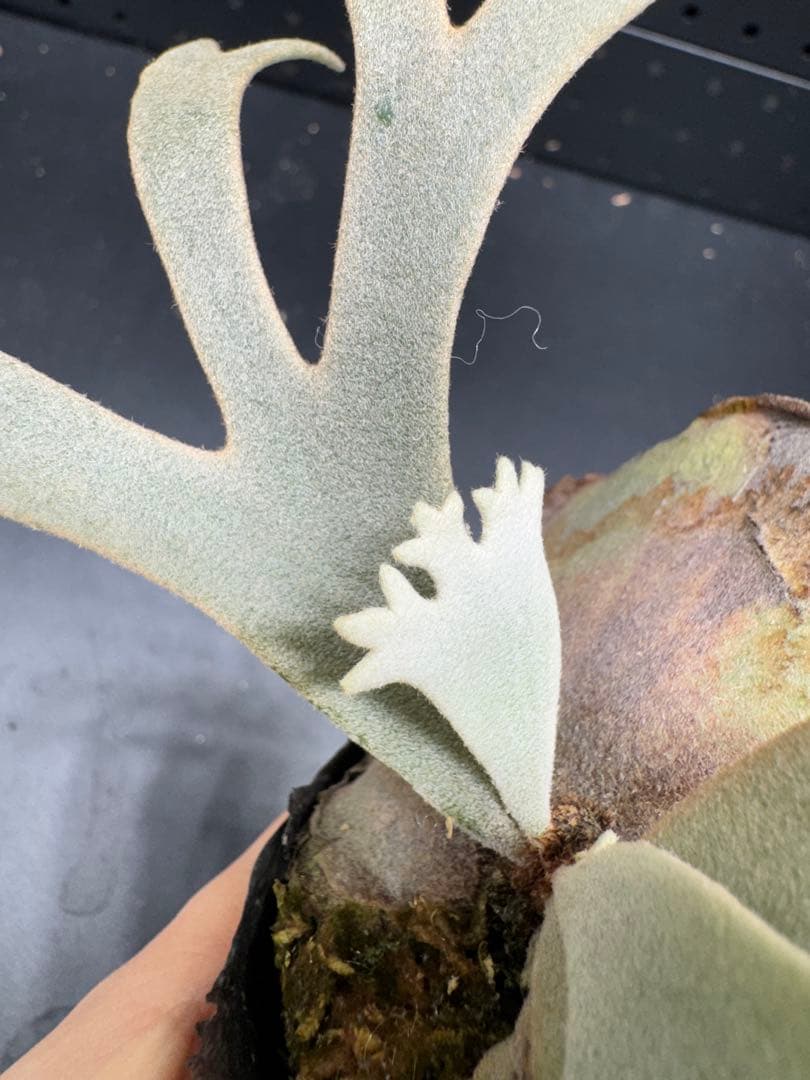 【平凡之鹿】YMDS Totoro HHRナーセリータグ付け #074