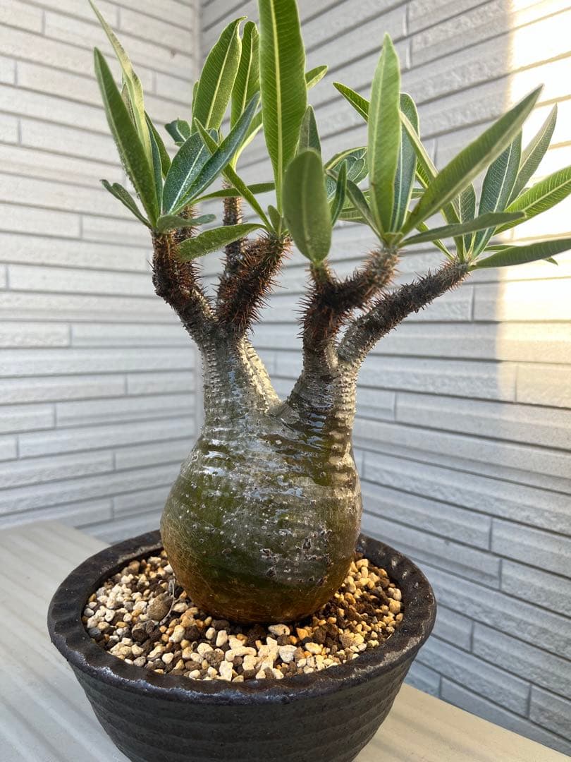 グラキリス　現地球　発根6年目株