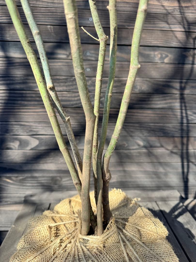 ヤマモミジ/山採り天然木【現品発送】管理80028