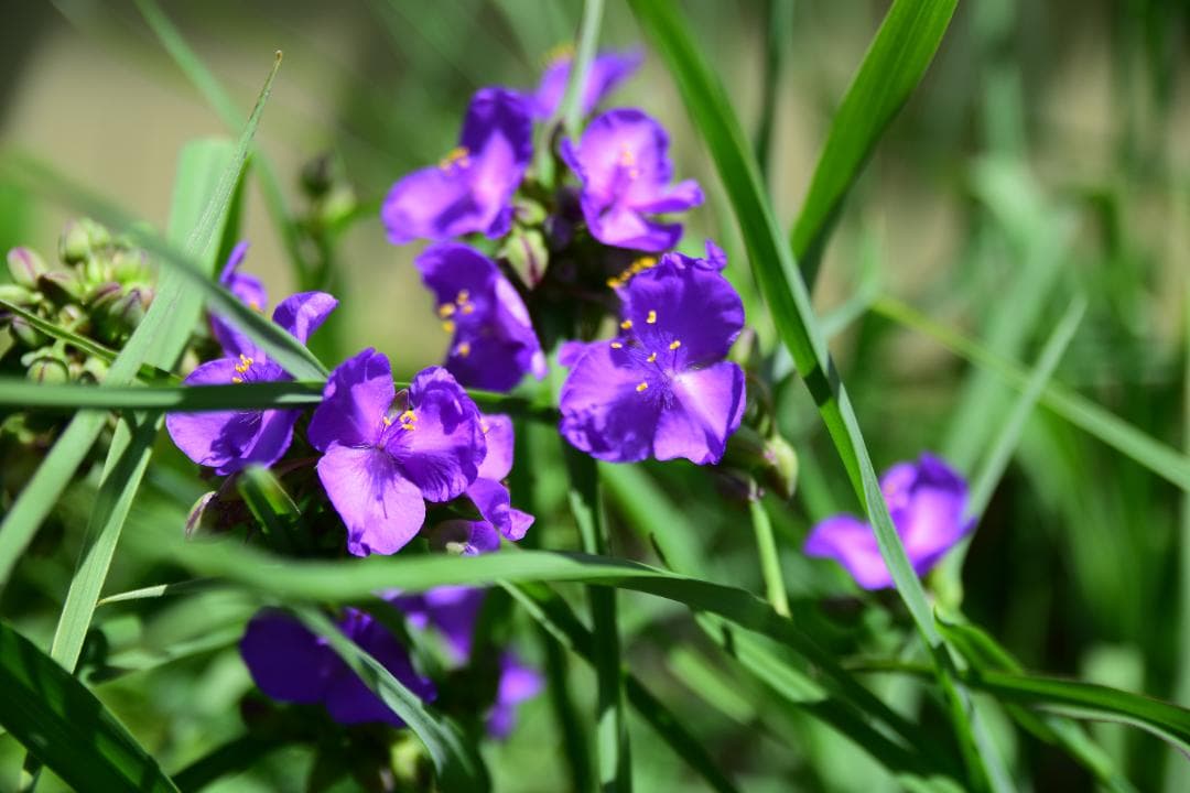 シグマ 18-50mm F2.8 EX DC MACRO HSM ニコン用