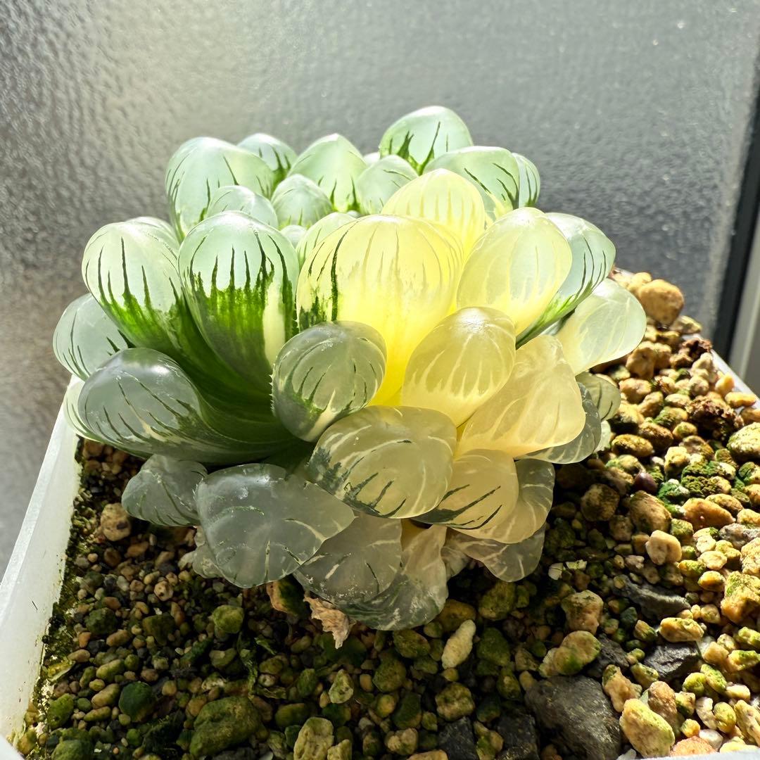 多肉植物 ハオルチア バディア錦 糊斑 12x12cm鉢