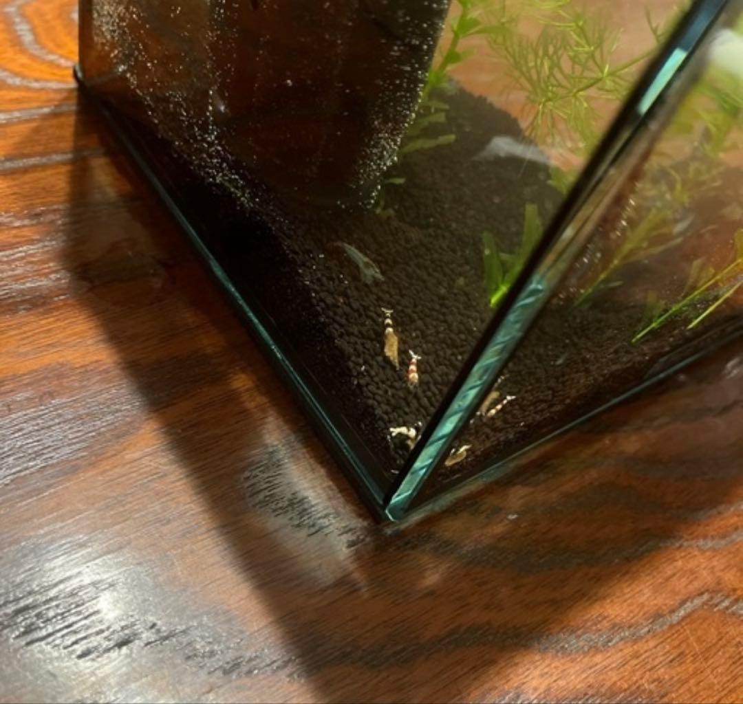 フレームレス水槽 スポンジ式ポンプ 水草 カルキ抜き