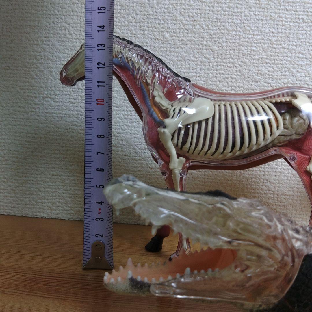スケルトン 解剖 動物模型 ワニ トラ 馬　フグ 4 VISION剖　ハロウィン