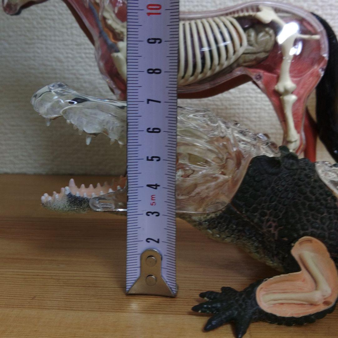 スケルトン 解剖 動物模型 ワニ トラ 馬　フグ 4 VISION剖　ハロウィン