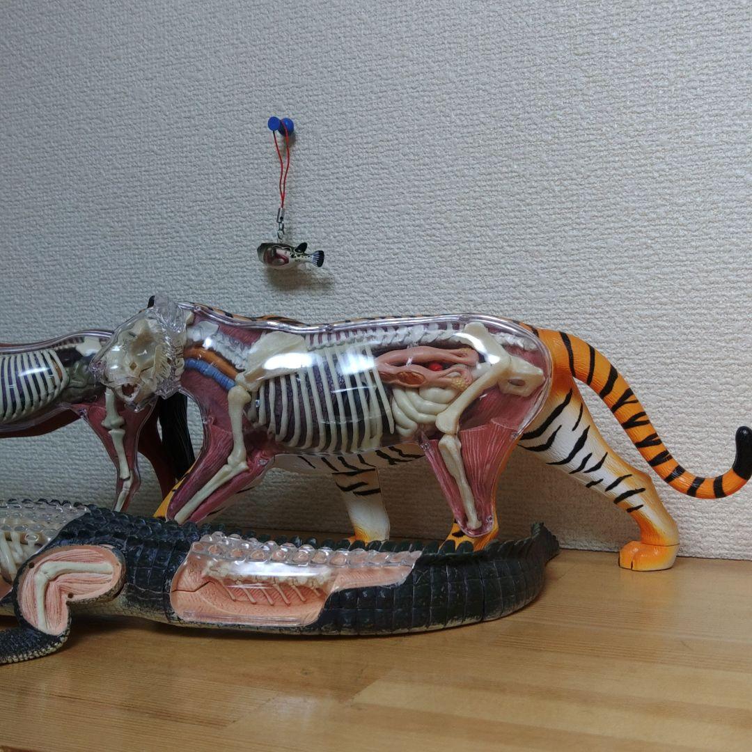 スケルトン 解剖 動物模型 ワニ トラ 馬　フグ 4 VISION剖　ハロウィン