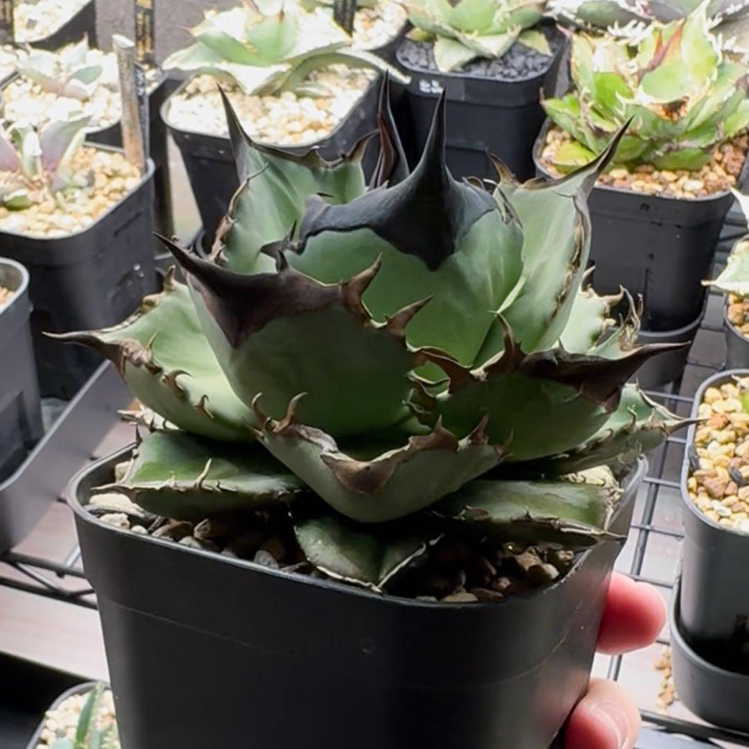 【コレクション出品】アガベ　チタノタ　オテロイ　キングアーサー　親株