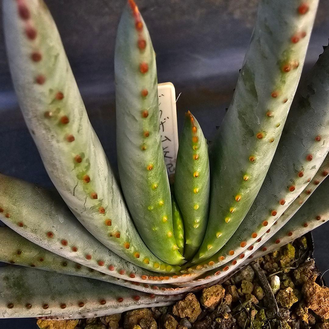 速達発送&ロウルサンコさんラベル付き☆コンプレッサシストフィラ(ビグザム交配)