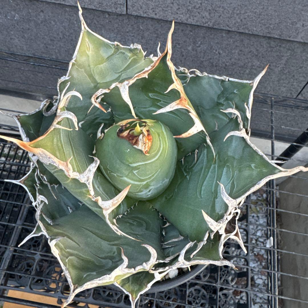 アガベ　チタノタ　白鯨　大株　オアハカ　オテロイ　ハデス　シーザー　赤猫　BB