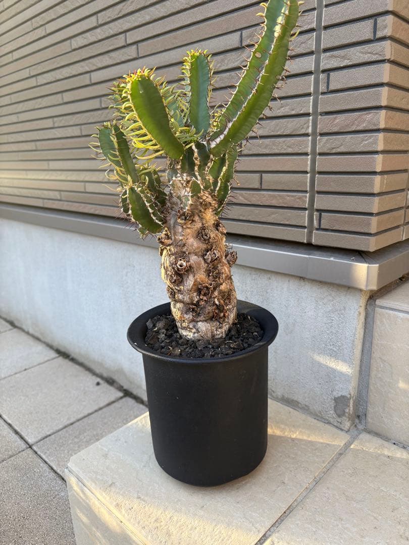 ユーフォルビア　ムランジーナ　発根済み株