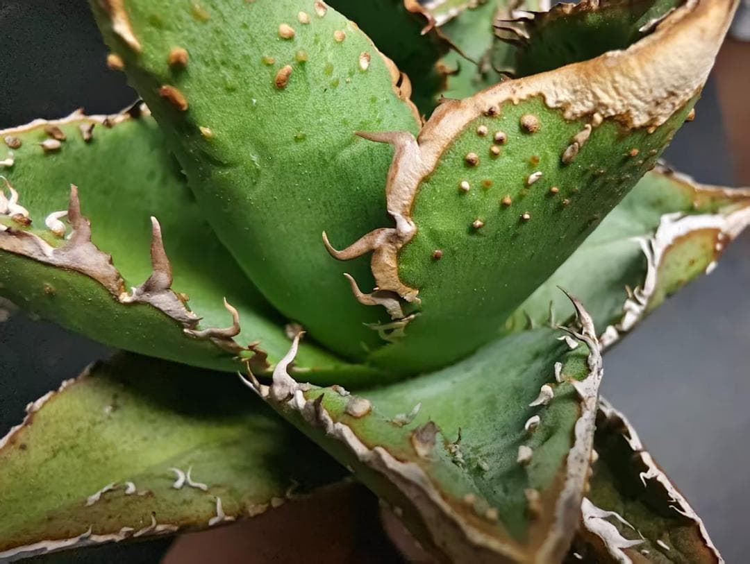 杉*山様 アガベ チタノタ 麻花龍 極上強棘 美株 ブツブツ コレクシ Lize