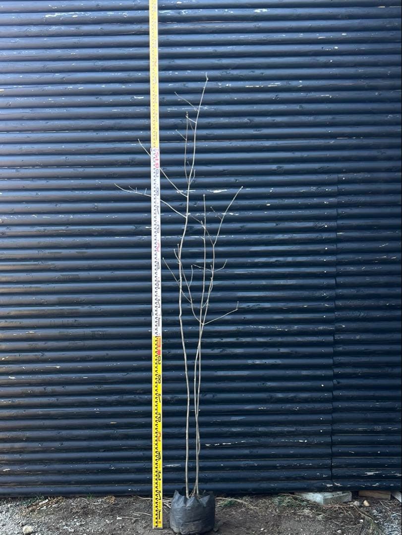 山採り天然　アオダモ　３本株立ち　81