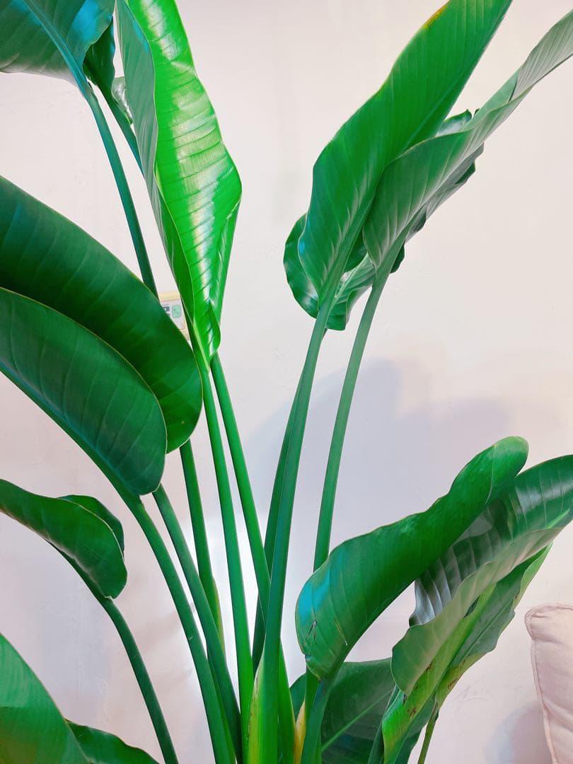 激安！　ストレチア　オーガスタ B 大型❗️ 181センチ　10号鉢 観葉植物