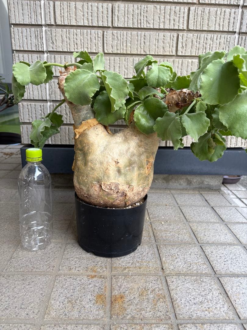 キフォステンマ　ウター　マクロプス