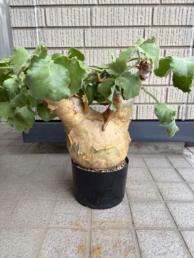 キフォステンマ　ウター　マクロプス
