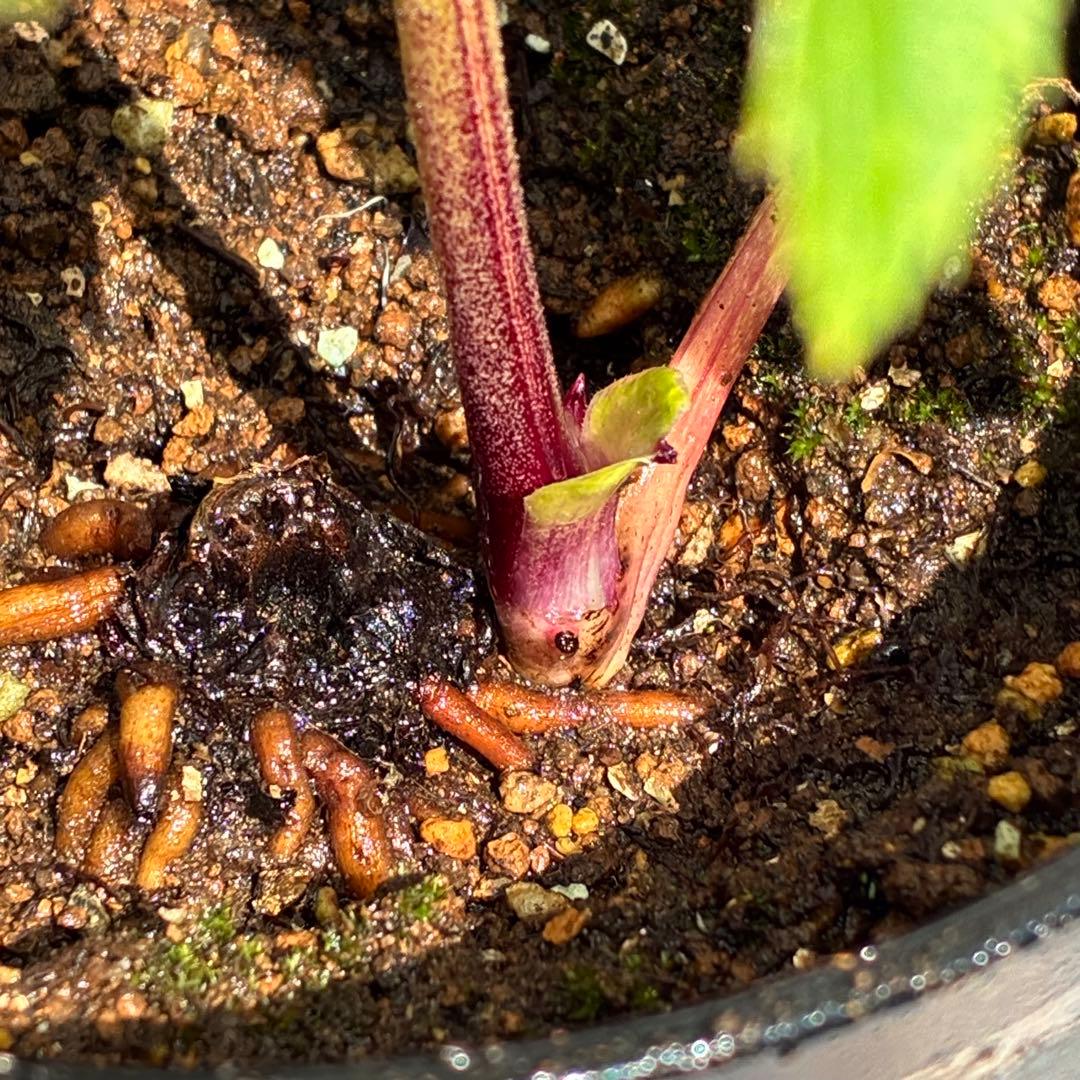 バ*カ様 ☘️限定1株☘️未株分け☘️3354⭐️小輪⭐️オーレア⭐️真紅⭐️ぼ