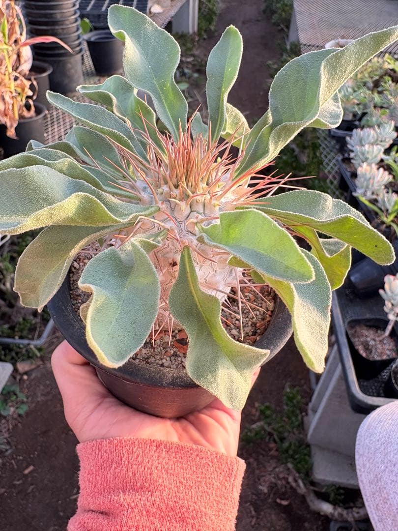 パキポディウム ナマクアナム 光堂　国内実生　美株