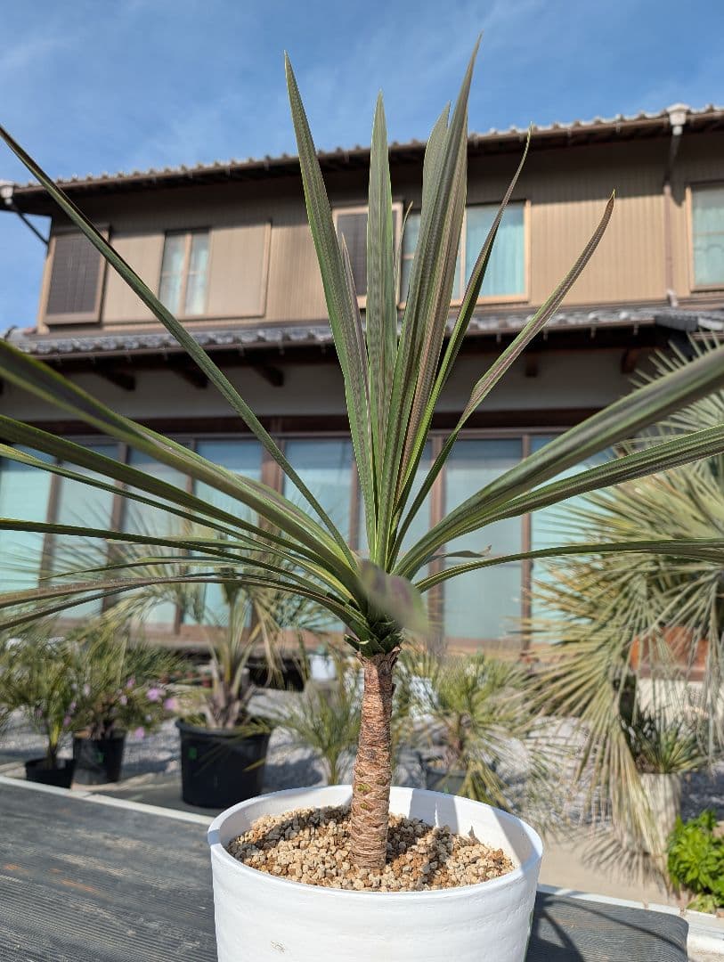 コルジリネ チョコミント《H＝約80㎝・8号》177