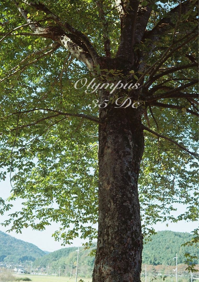 オリンパス35DC★実写テスト済み！完動品＊美品＊整備品★f1.7レンズ搭載！