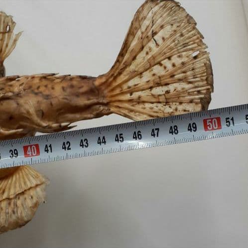 超特大ふぐふぐ提灯福膨らむふぐ河豚ハリセンボン疫病退散祈願