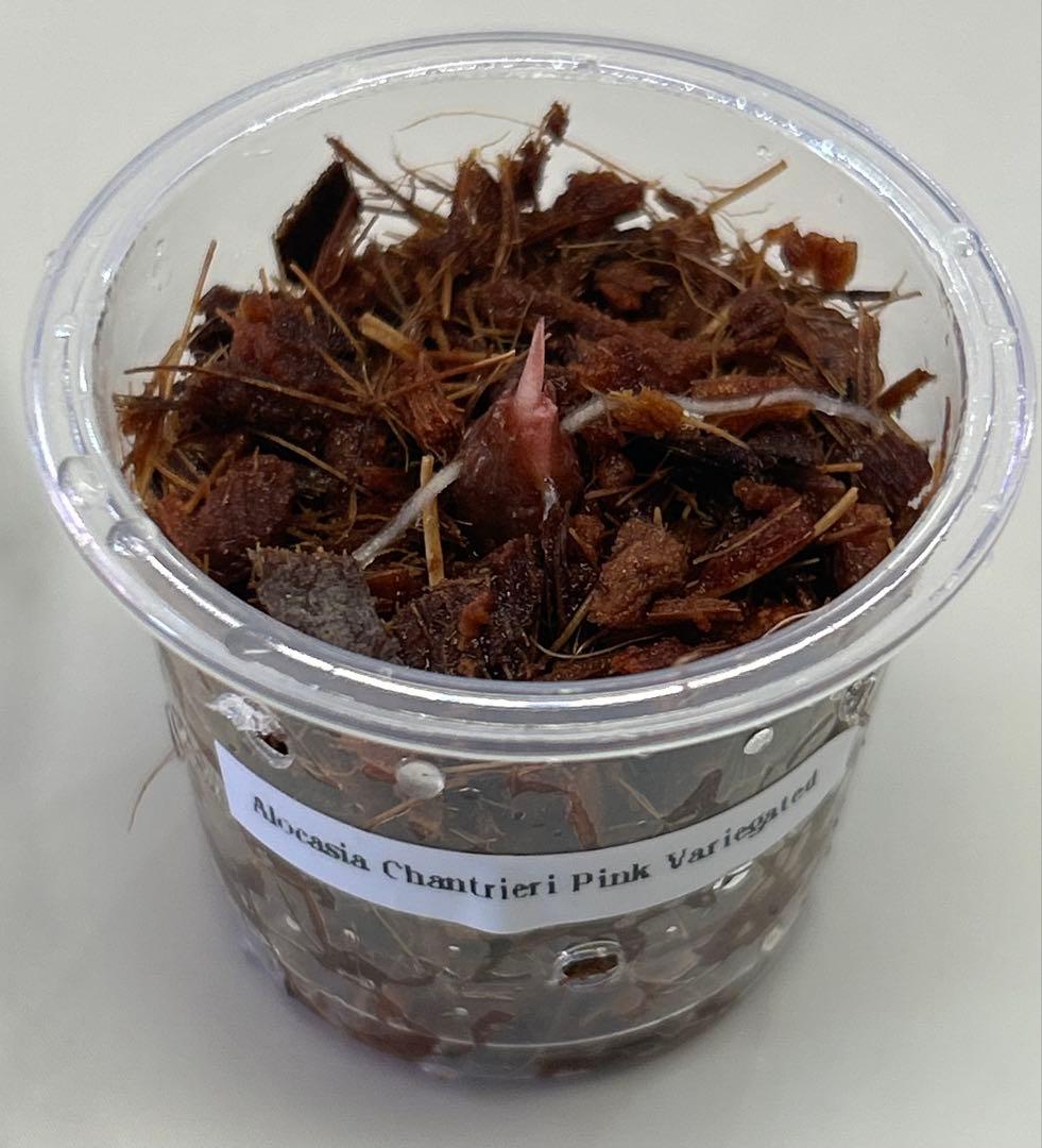 【芋発根済み】 アロカシア　シャントリエリ　ピンク　斑入り