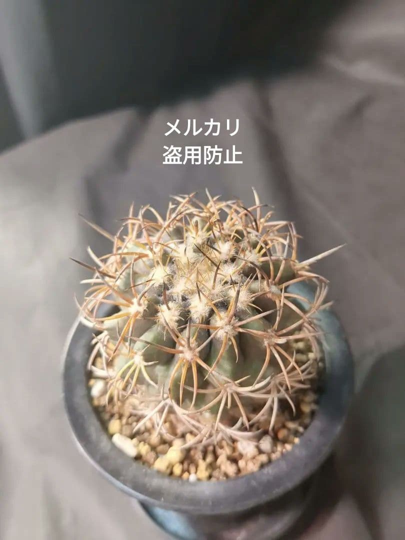 現地球 Copiapoa　コピアポア 銅羅丸　デュラ　輸入株　カキコ自根　貴重
