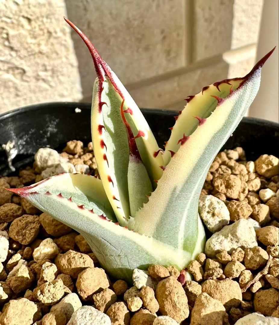 アガベ　パリートランカータ　オリザバ　 orizaba 発根済み極上斑入り美株