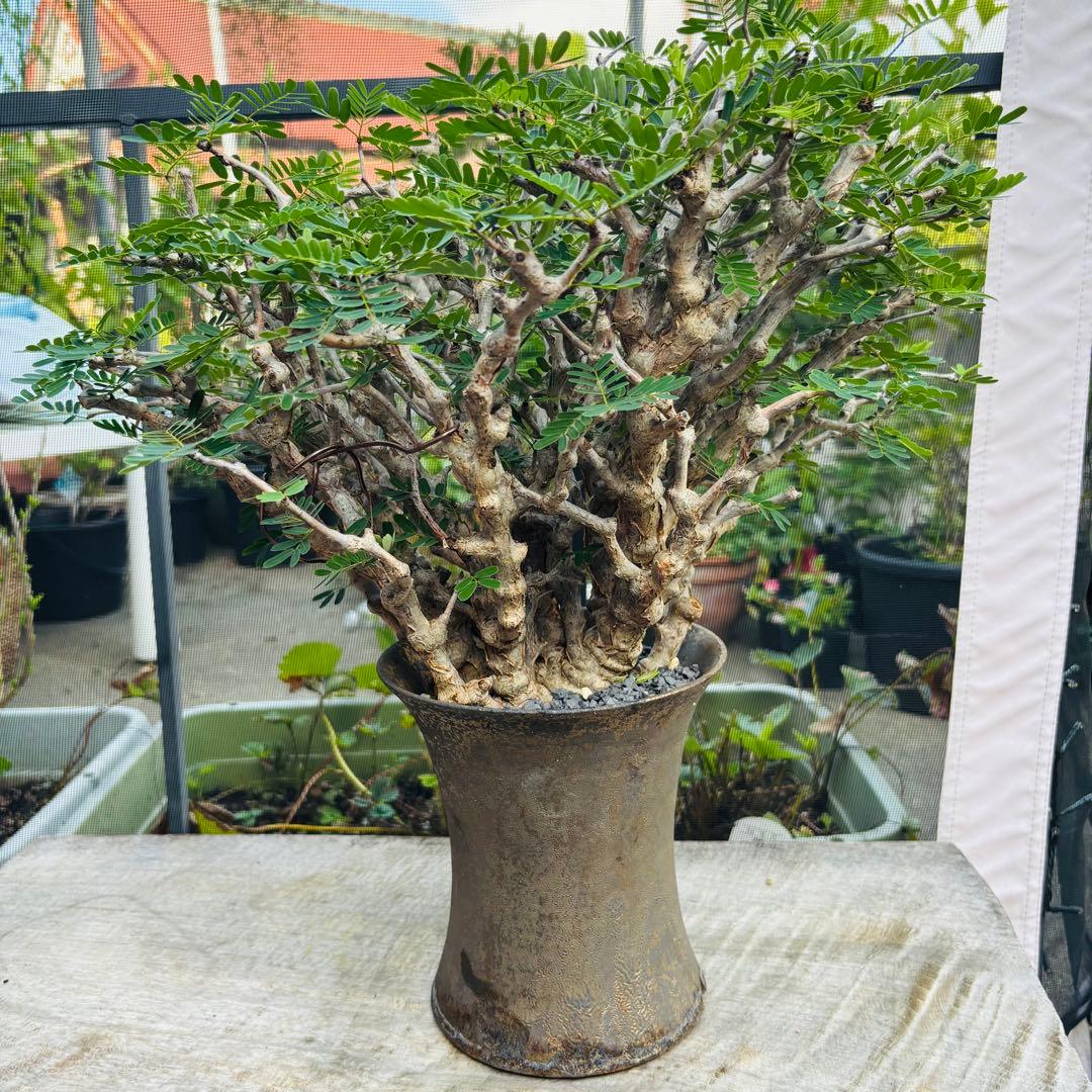 【コレクション株】 標本株 センナメリディオナリス 現地株 全A面 現地球 灌木