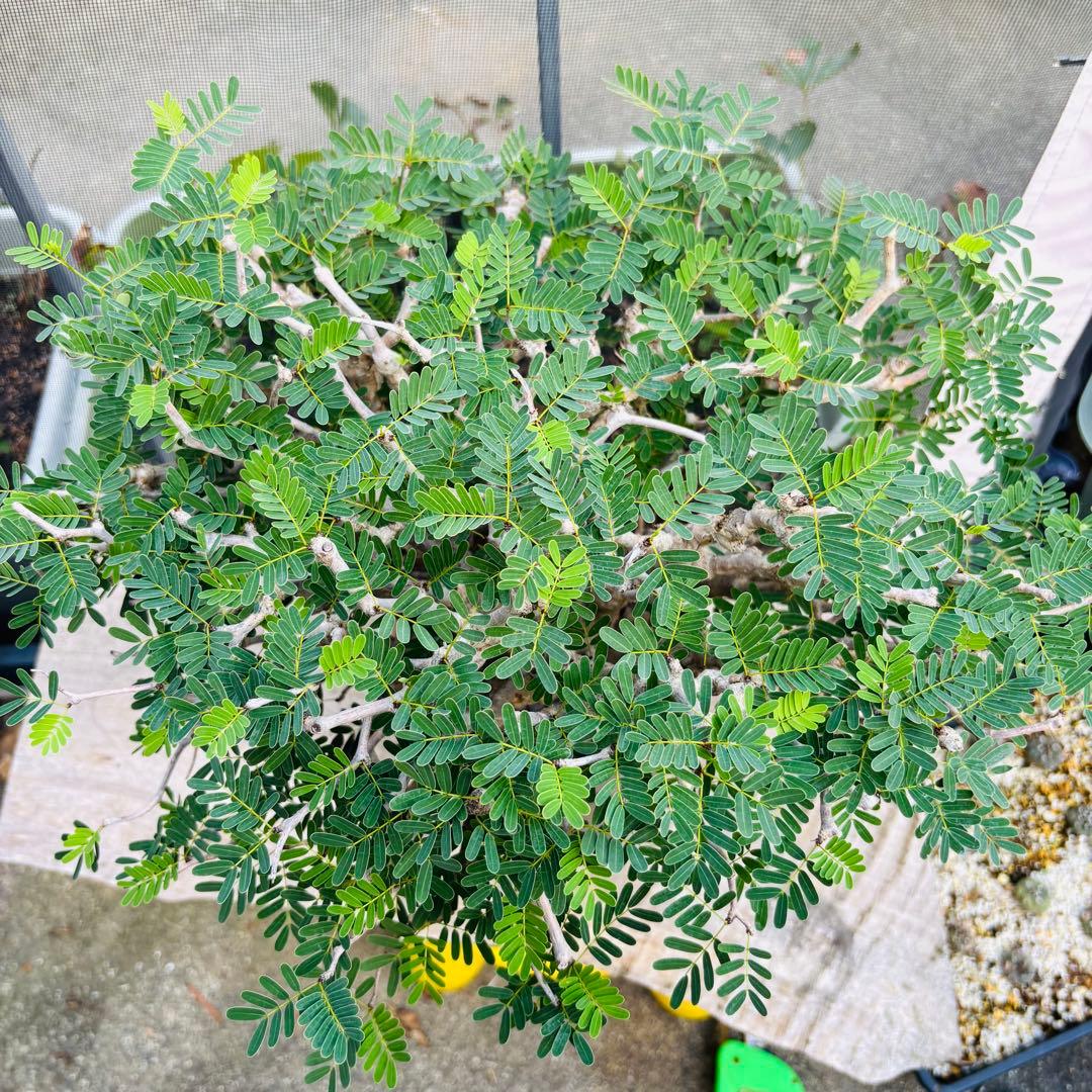 【コレクション株】 標本株 センナメリディオナリス 現地株 全A面 現地球 灌木