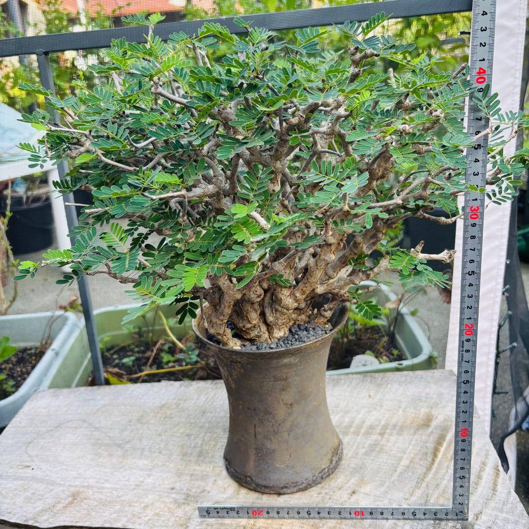 【コレクション株】 標本株 センナメリディオナリス 現地株 全A面 現地球 灌木