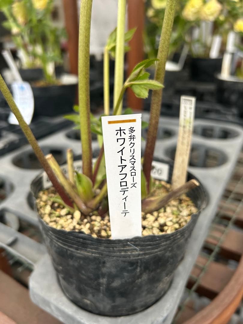 加藤農園 ホワイトアフロディーテ クリスマスローズ同梱可能