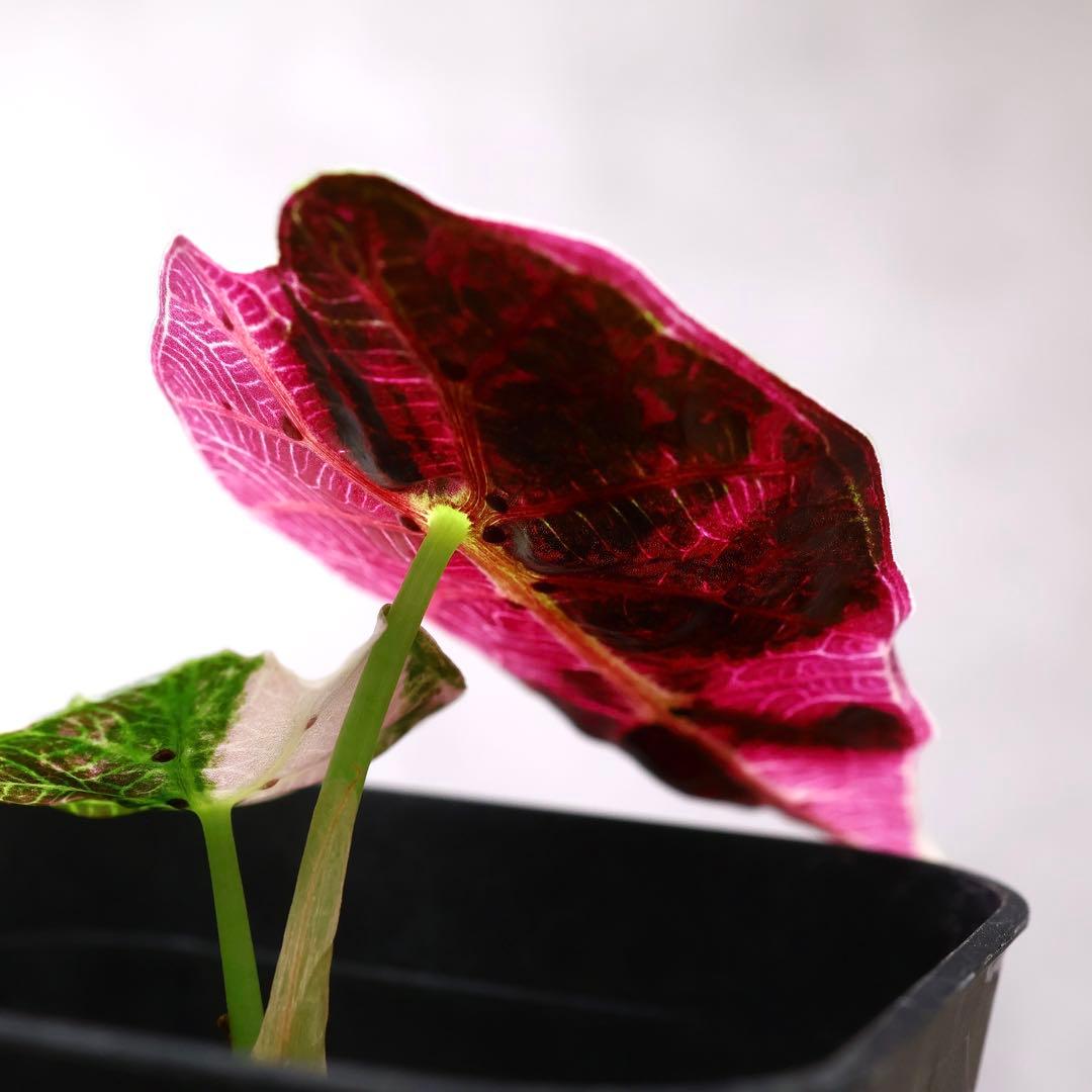 アロカシア ワトソニアナ ドフ ピンク 斑入り